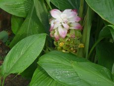 Curcuma