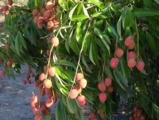 Litchis